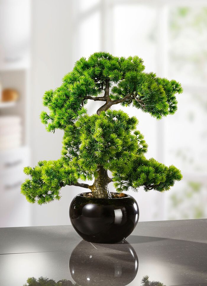 L&auml;rchen-Bonsai in schwarzem Keramiktopf 