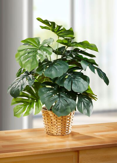 T&auml;uschend echt aussehendes Fensterblatt im Topf 