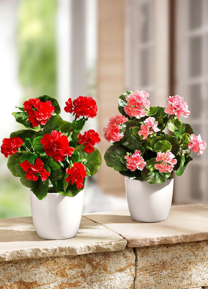 Geranie im Keramiktopf 