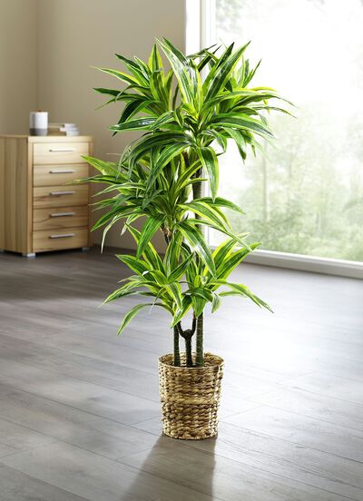 Dracena-Reflexa-Palme 